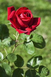 自然明亮的红玫瑰在花园里绿色模糊背景情人节图片
