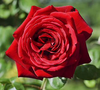 美丽夏天开花红玫瑰在园里绿色模糊背景图片