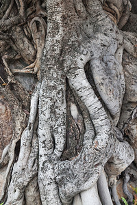 荒野植物树根的老了线圈重叠非常古老的树公园背景图片