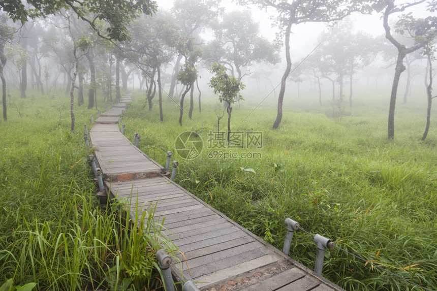 土井小路热带树木和草地的林桥行道图片