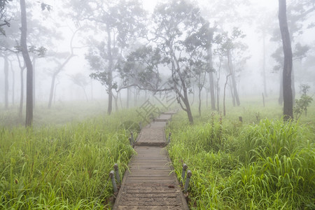 自然景观荒野树木和草地的林桥行道图片