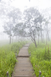 门户14小路有雾树木和草地的林桥行道图片