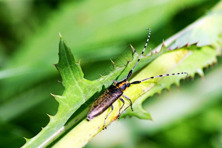 场地贝壳长胡子甲虫有条纹长胡子坐在绿草上昆虫紧靠在青草上有条纹的图片