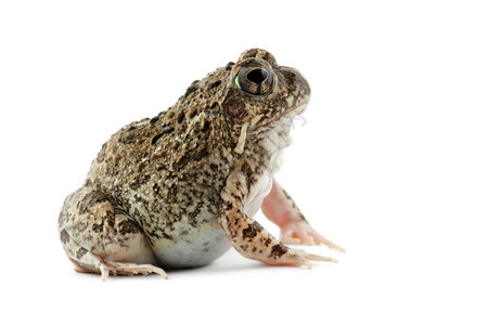 动物南部非洲沙蛙白氧上的托莫蒂娜加密石蜮宠物图片
