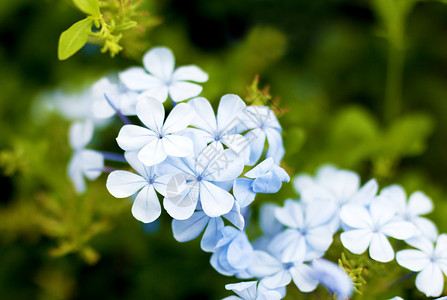 在炎热的夏日公园里绿色背景上的蓝花朵特写公园里绿色背景上的蓝花朵特写植物群开花以色列图片