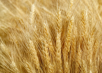 夏天农场金小麦的背景和纹理农业抽象的金小麦背景和纹理领域金的图片