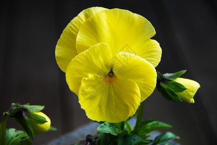 颜色一朵开花的黄三堇与芽的特写镜头花瓣春天图片