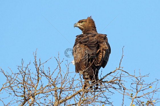 南非克鲁格公园KrugerNationPark的一棵树上翅膀鸟动物图片