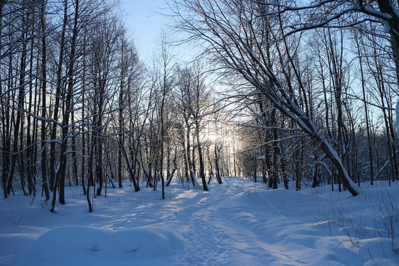 太阳白色的风景优美丽冬季风景在森林中漫步阳光落到树后面图片