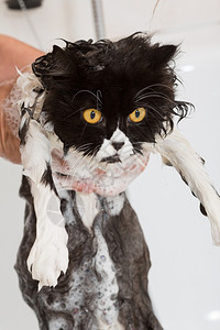 一种看洗澡或淋浴给波斯种猫国内的图片