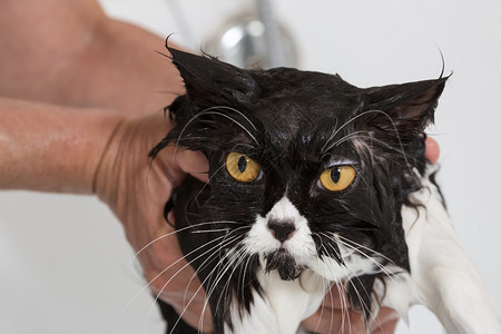 肥皂干净的浴缸动物洗澡或淋浴给波斯种猫图片
