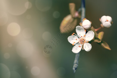 背景的春花空文本室label绿色太阳植物群图片