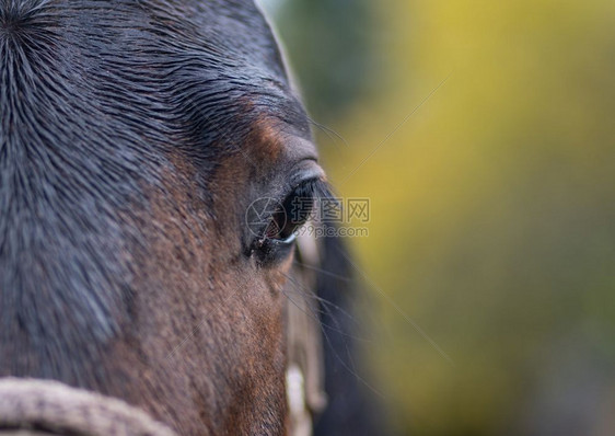 纯种母马彩色匹的近缝肖像眼睛图片