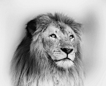 打击黑白狮子脸的画像充满活力动物非洲图片