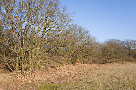 栎属分支机构树干沙丘上的橡图片