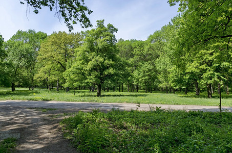 保加利亚卢多戈里Lododogoriie环境自然树叶图片