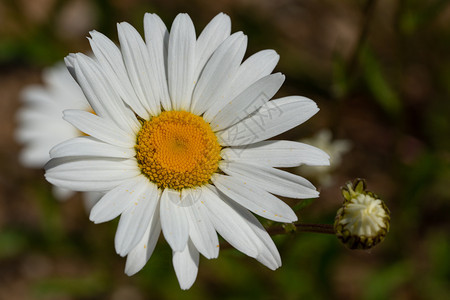 花的白色雏菊普通花勒卡尼特姆粗俗紧贴花头图片