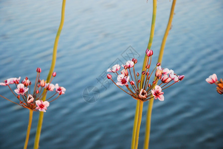 肉毒杆菌阳光明媚的开花高峰特写与水背景自然蕊图片