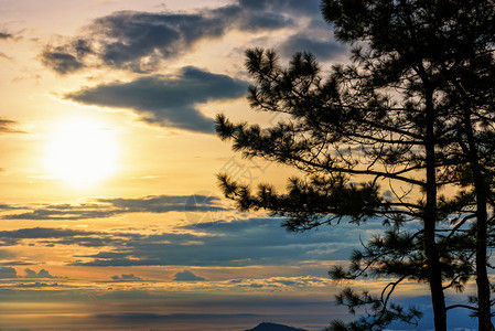 黎明日出时Kesiya树和金色天空下太阳的美丽自然景观日出时SilhoouetteKsiya树场景美丽的图片