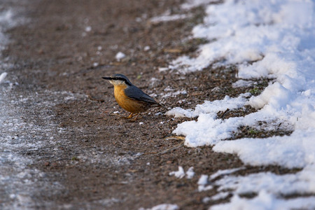 一种环境冬季Nuthatch森林地底的一棵松树紧贴上冬天Nuthatch森林地底面图片