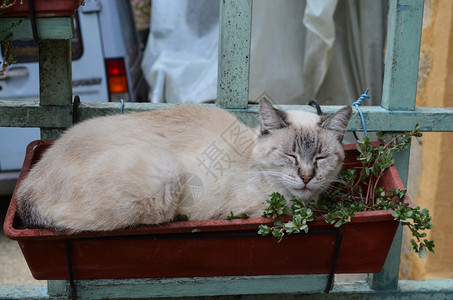 睡在花盆中的猫咪图片