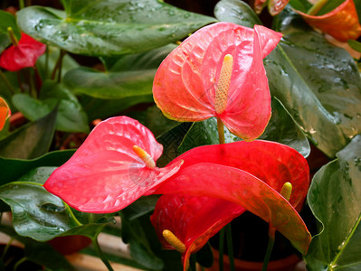 红掌新鲜的漂亮花在植物园中开花安眠酮亚蕾莎或阿朗图片