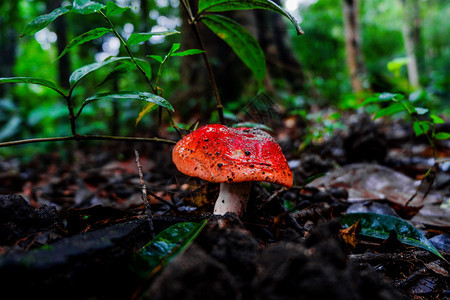 麝香酚毒蕈飞森林中的红蘑菇图片