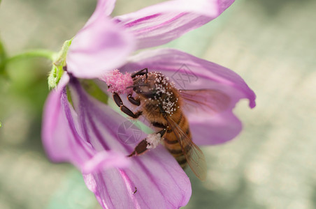盛开蜜蜂收集关于麦芽花的粉关于麦浆的蜜蜂翅膀王尔德图片