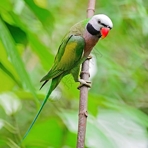 树阮詹美丽的绿色鹦鹉鸟红的胸雄鸟脸部和侧面图案喙图片