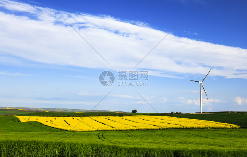 蓝天下的油菜花图片