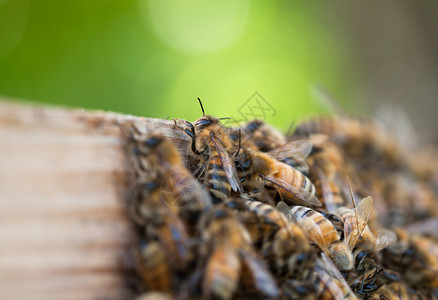 生活农业自然蜂蜜回来后带着花粉蜜蜂在工作图片