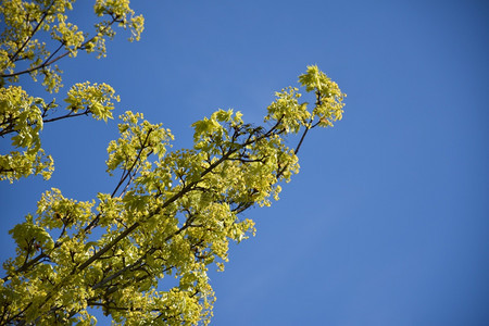 蓝色天空下有新树叶和鲜花的枝郁葱颜色花园图片