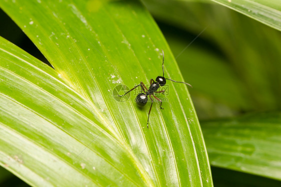 分支机构草黑蚂蚁插在觅食区和受害人的树枝上腿图片