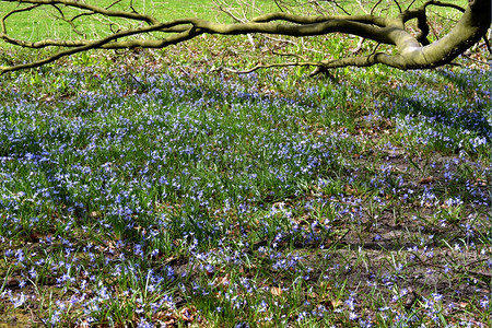 开花常见的在荷兰瓦塞纳尔位于荷兰瓦塞纳尔的山毛树下面普通蓝铃或boshyacint花朵图片