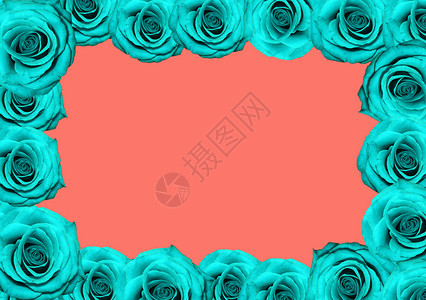 现代的女士珊瑚背景上的蓝玫瑰方形框架现代花卉顶视图珊瑚背景上的蓝玫瑰方形框架装饰图片