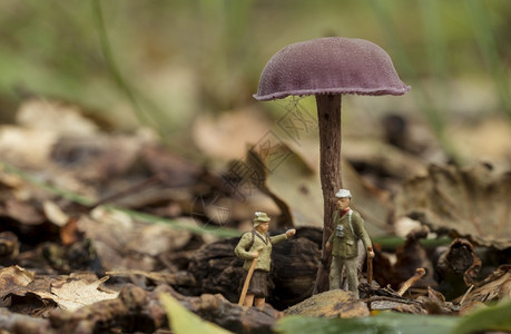 林中护员在森的蘑菇下交谈从小世界来的数字林中护员在蘑菇下说话细节蕨类紫水晶图片