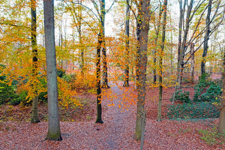 秋季的树林图片