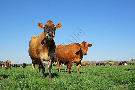 农村场低角度的奶牛在赤草绿的原上放牧面对清蓝的天空夏图片