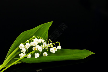 杵花的黑色背景峡谷百合植物图片