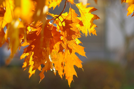 秋季金黄色的枫叶图片
