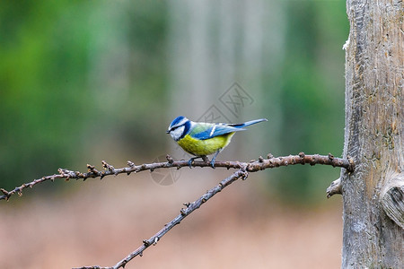 叶子蓝提鸟坐在春林的树桩上蓝提鸟坐在树桩上分支蓝山雀图片