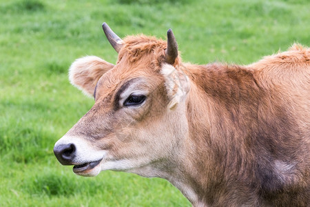 起司乳制品有角的绿色草原上棕褐角牛的纵向头部图片