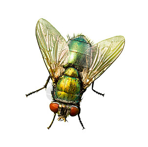 大头金蝇苍蝇背景