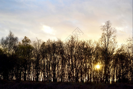 桦木雷登荷兰DePosbank的Rheden一连串树木太阳图片