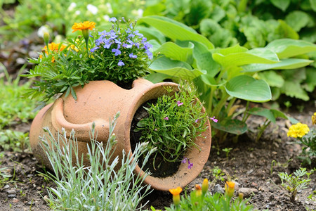 水壶陶器锅在花园床上装有橙色和紫花朵的陶瓷壶图片