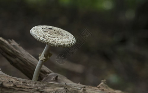 在树上的霍林中蘑菇里摄影荒野帽子图片