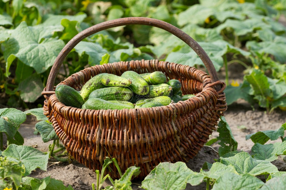 食物地面素主义者菜园里有新鲜黄瓜的篮子图片