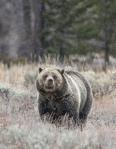乌苏斯雪中灰熊在浴管上觅食种子在树枝草原上播种怀俄明州兆图片