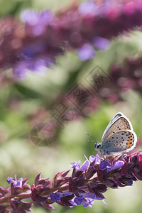 自然落叶蝴蝶在野生仙子花朵蝴蝶的田野中智者图片