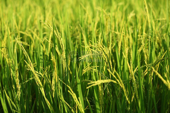 户外农场稻谷里的米花园图片